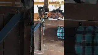 Love your NEIGH-bor! #4k #cute #horse #horselover #pleasesubscribe #friends #funny #animals #pony