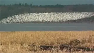Murmuration of Dunlin (HD)