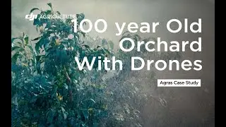 100 Year Old Citrus Orchard Spraying With Drones