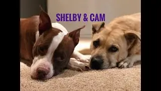 Fluffy Friends
