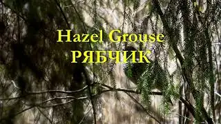 Рябчик HAZEL GROUSE