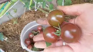 Сорт Птичка-невеличка - похоже очередной пересорт