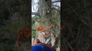 Завес макушки, сухой ели