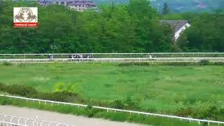 04.06.2023 - Ограничительный приз на кобылах 3-х лет чистокровной верховой породы - Воля