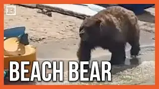 Big Bear Walks Across Lake Tahoe Waterfront Startling Beachgoers
