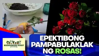 Paano magtanim ng rose gamit ang rooting hormone?