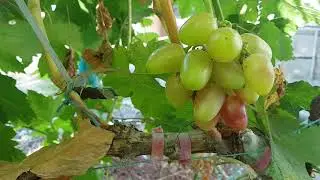 Сандра нежнейшая и неподражаемый Исполин