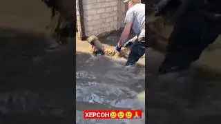 Как спасают животных в Херсоне после подрыва Каховской ГЭС