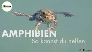Amphibienrettung wie kann ich helfen - BUND Köln