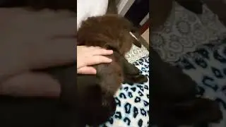котейки мои
