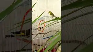 🐤🐤🐤 Чиж и щегол в одной клетке / Siskin and goldfinch in one cage #birds #siskin