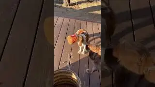 SOMEONE GOT INTO THE TRASH 😂 