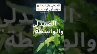 مجالات عمل للصيادلة بدون واسطة !!! معقول ؟ #الصيدلة #صيدلة #صيدلي #صيدليه