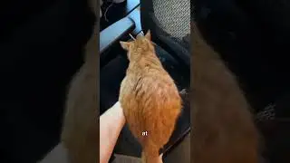 SWITCHING LIVES WITH MY CAT 