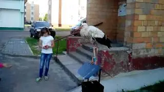 Аист гуляет по городу