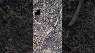 World's Largest Gathering of Snakes: Narcisse Snake Dens
