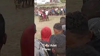Tinju Adat #flores #Travelling #tinju #boxing #wisata #budaya #wwa #freeboxing #tinjubebas