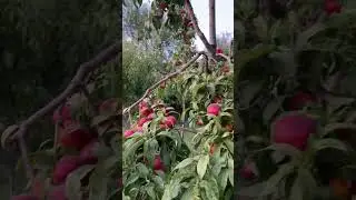 5 июня 2024 г.