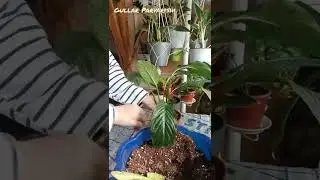 Спатифиллум - Аёл бахти гулини парвариши ва бўлиб экиш хақида