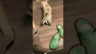 котики в тик ток