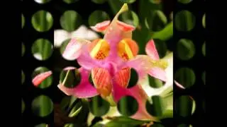 orchidee del mondo 2011