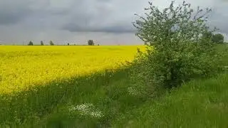 #Україна#природа#село               Краса українського поля