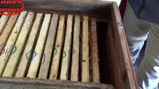 Зимовка пчел без утеплений
