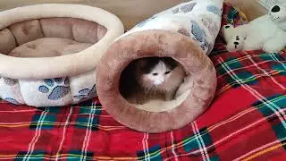 Лежанки для собачек. Тестирует кот Мартин