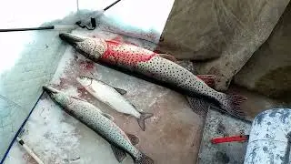 рыбалка на амуре 10.12.23