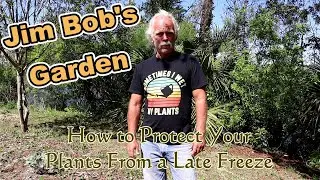 How to Protect Your Plants From a Late Freeze