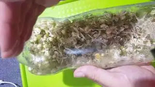Using bottle to grow bean sprouts | Amazing Grow Beansprou | How to grow bean sprouts