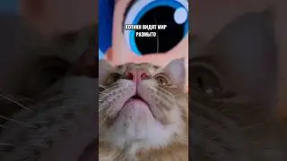 Что видят кошки, когда смотрят телевизор 