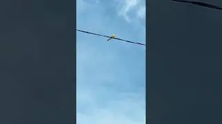 Желтая трясогузка.