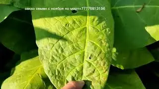 Bezuki, Amarillo Parado, Пенсильвания Ред, Gorge Grande, Черная Индия,  Uruguay 50, Russian R.S.E.