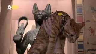 A Night at the Museum - With 200 Cats and a Feline Goddess