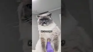 Самый смешной кот😅 Милый тренд❤️