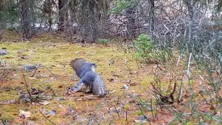 Hawk (sharp-shinned?) Catches Small Bird