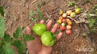 por esta razón se rajan en la planta estos tomates🍅