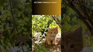 kittens charm || Chronicles of a Playful Cat || @discoverwithsabi #viral #shorts #cats