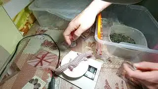 Зима закончилась//вывожу эублефаров из спячки// #эублефар#геккон#ящерицы