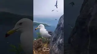 остров Аскольд 🐥
