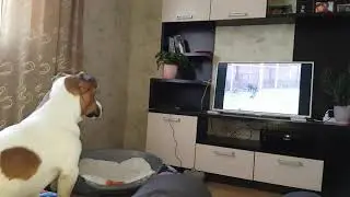Джек Рассел терьер смотрит видео про охоту