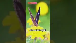 How do insects know which flowers have pollen?  