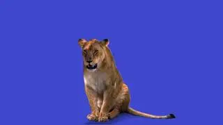 Lioness sitting chroma key green screen