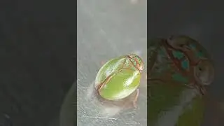 Most Cutest Plant  hopper You can find in the Park