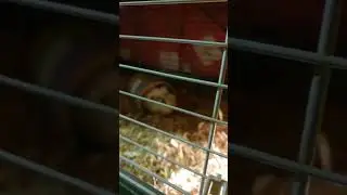 Leo the guinea pig going back to its cage after the whole winter...very happy...