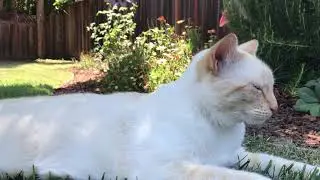 Outside Cat  (ty for 100 subs)
