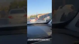 Американская жена Димаша Ниязова удивилась коровам на дороге