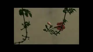 Rain Sounds