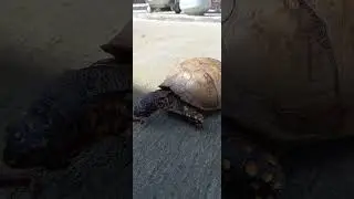Eastern Box Turtle #eating #worms